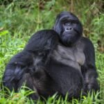 Gorilla