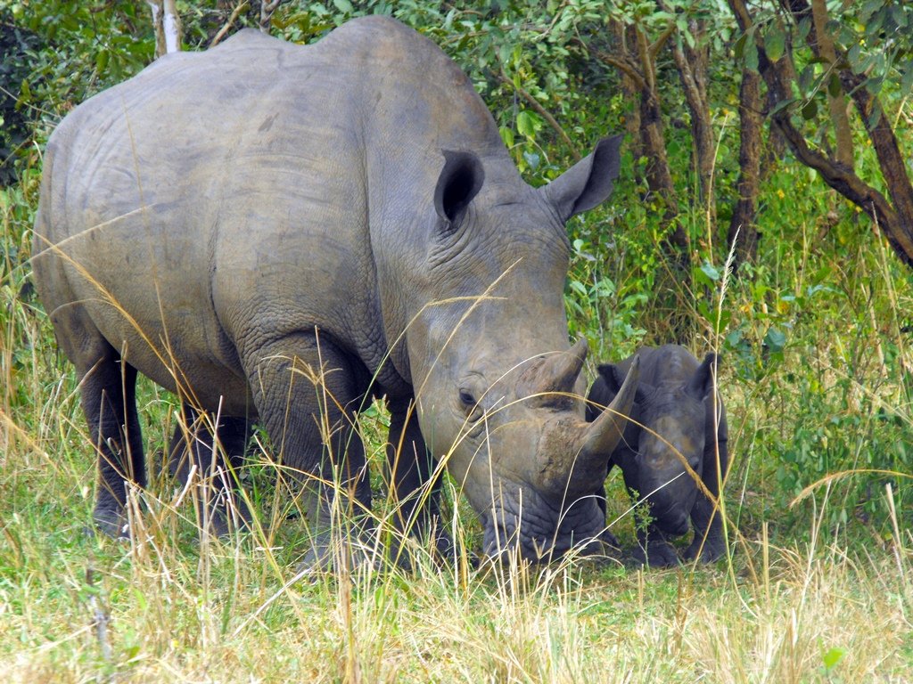 Ziwa-Rhino-
