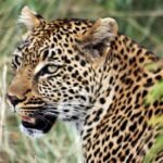 leopard-